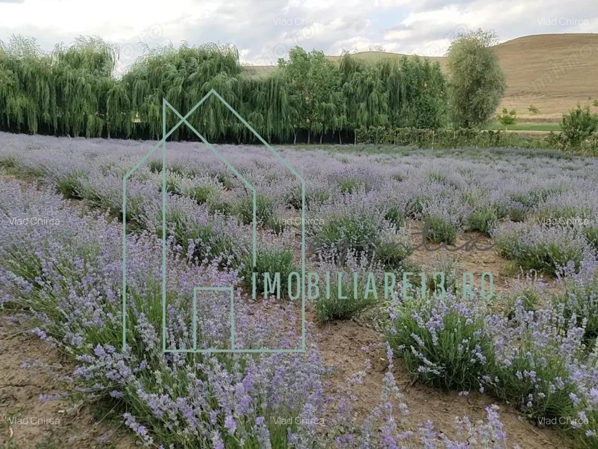 Domeniu, Afacere de vanzare, Sebe?, Alba, balta pescuit, ferma lavanda - 7