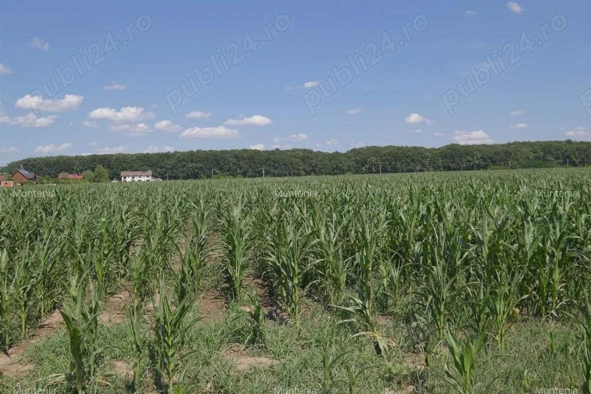 Corbeanca - Petresti, langa padure, teren recent lotizat in loturi de 1.000 mp. - 5