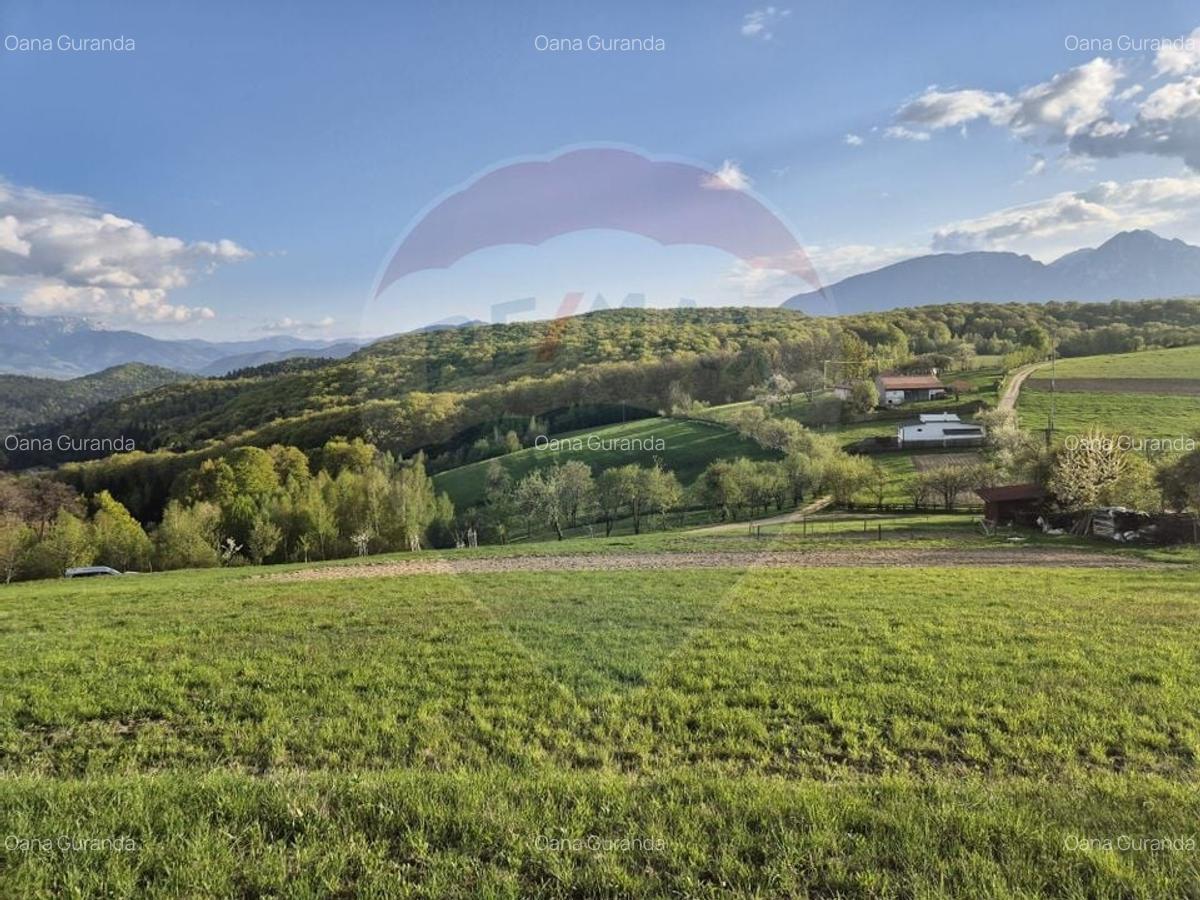 Teren Construcții intravilan de 11600 mp, în Poiana Mărului - 13