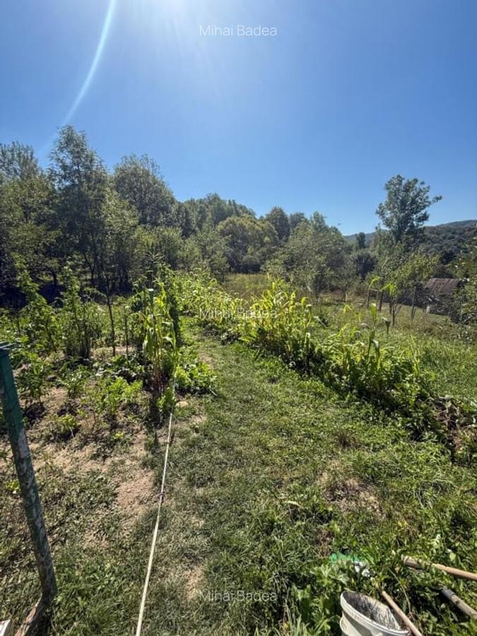 Casa de vacanta sau rezidenta in Adunati, buget redus - 12