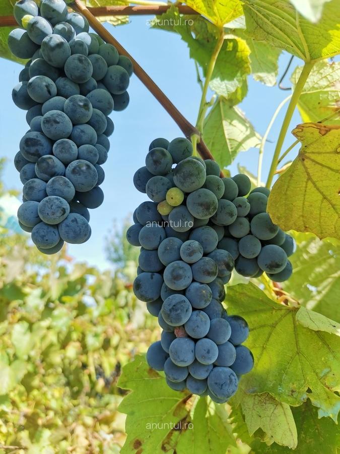 Cosereni, Ialomita - 15