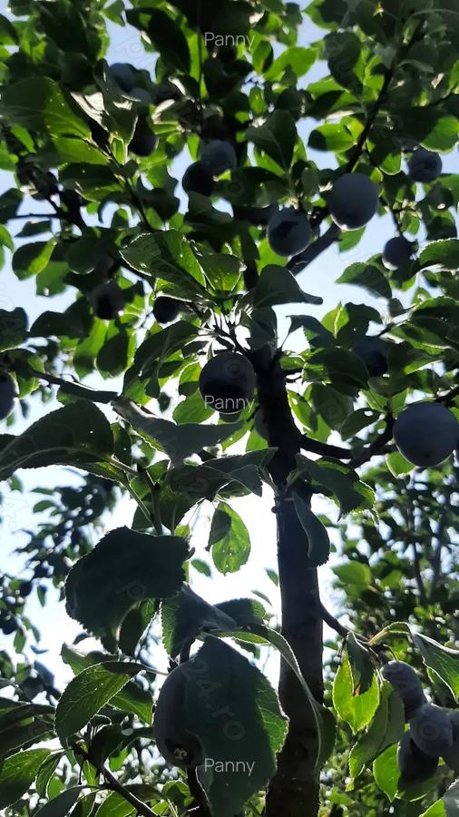 Proprietar Vand Casa in Bihor - 7 Proprietar Vand Casa in Bihor - 7