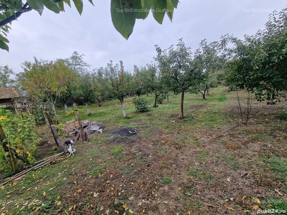 Casa +Teren1300mp[livada+vie] Sat Izvoru Giurgiu - 3