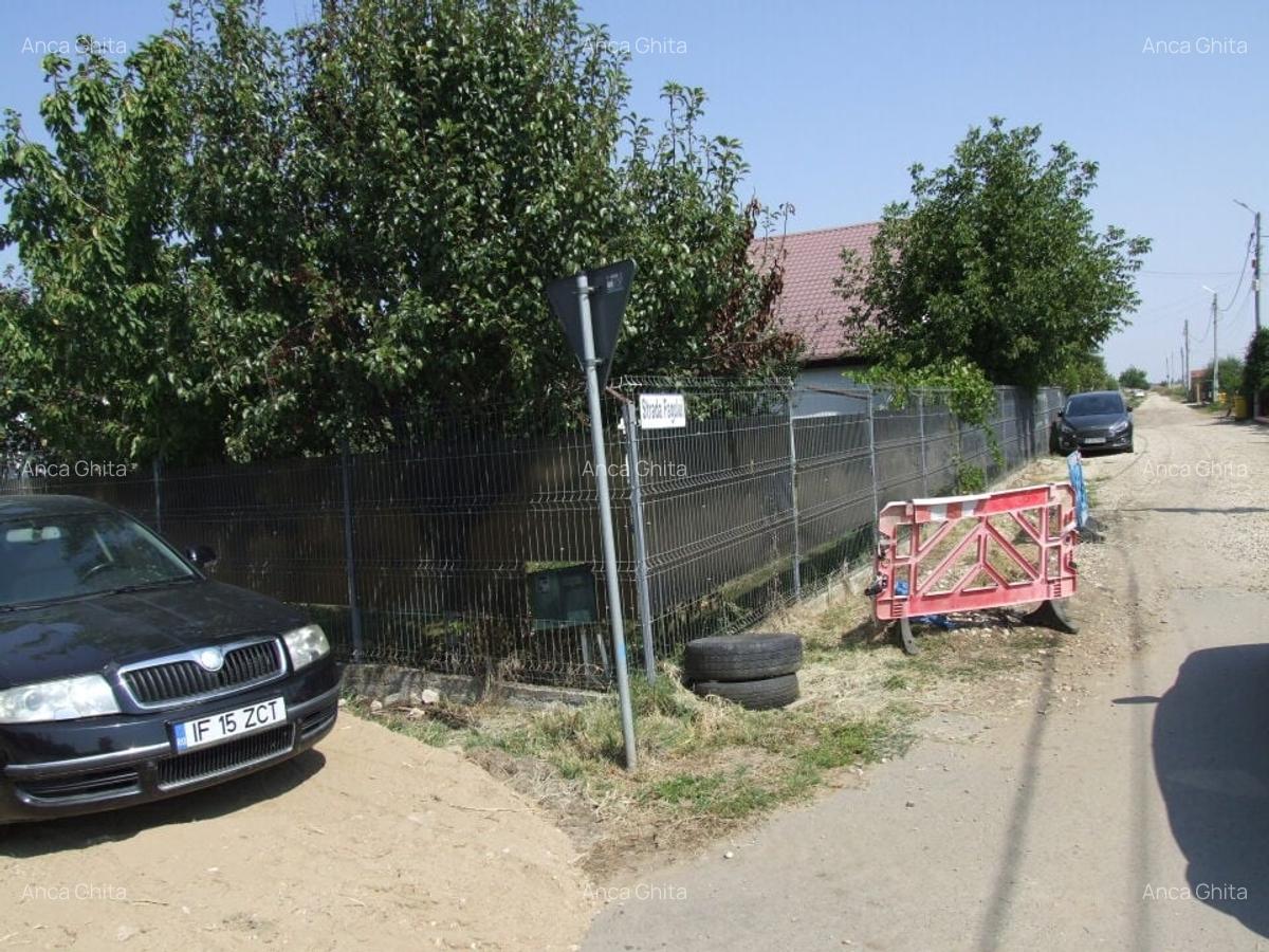 Domnesti-Teghes(Pinului) - 4