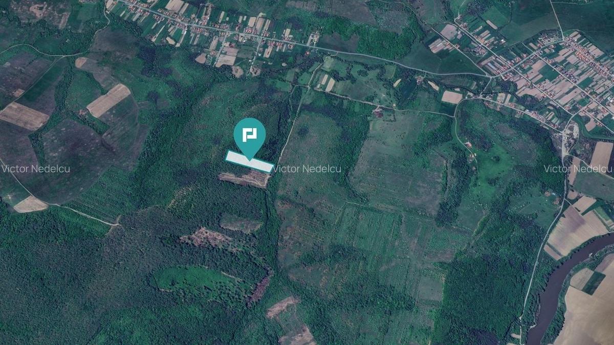 Pădure de foioase - Dorgoș, județul Arad - 3