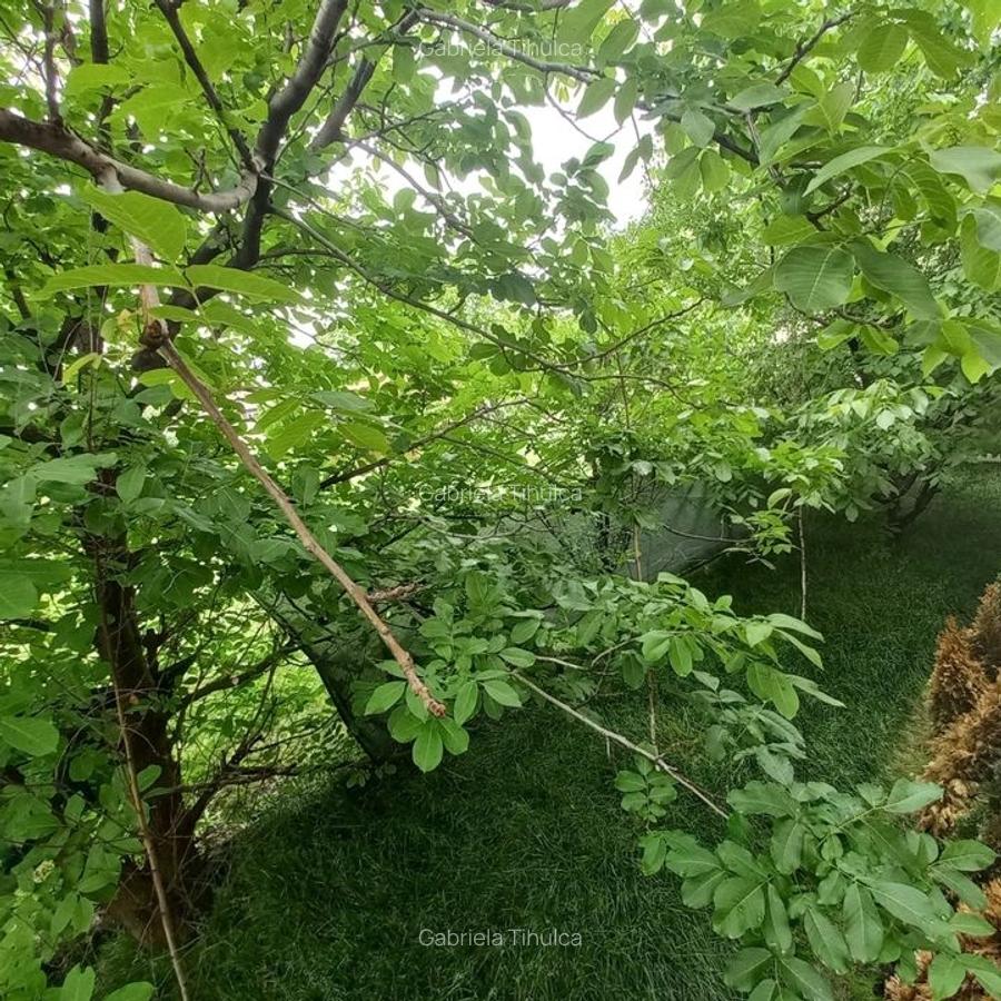 Apartament 3 camere parter înalt cu grădină proprie de 128 mp și pomi fructiferi - 8