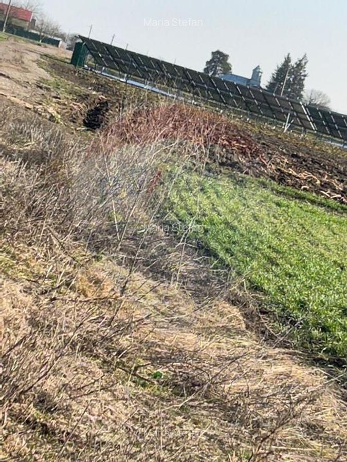 DE VANZARE intravilan LAC, Moara Vlasiei, Caldarusani TEREN ECHITATIE - 5