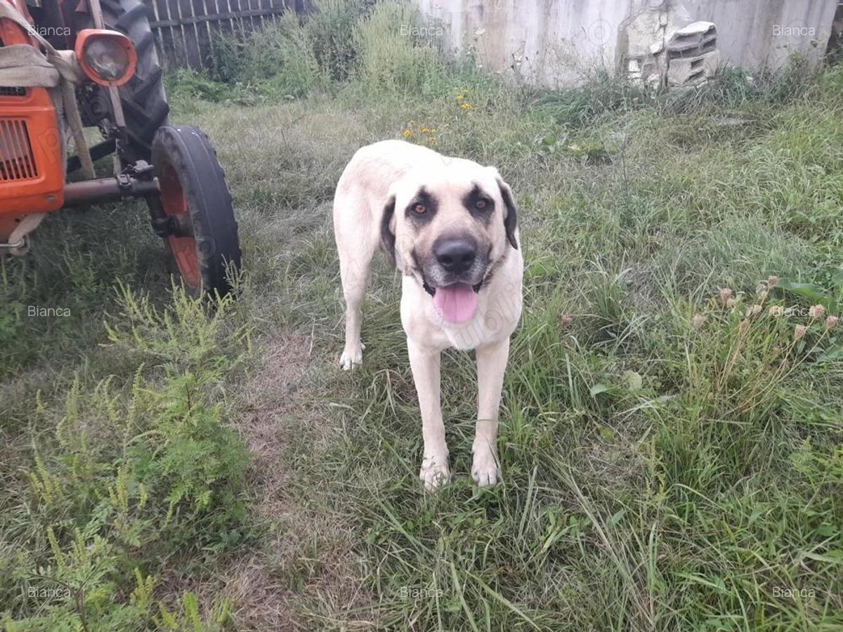 Ferma de inchiriat teren 21.000 mp, utilita?i complete pt activitate agricola si sau logistica - 8