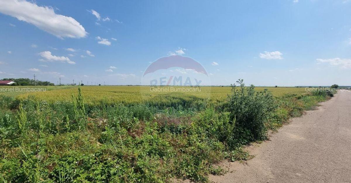 Teren intravilan - 17.500 mp - Gostilele Fundulea - 9 Teren intravilan - 17.500 mp - Gostilele Fundulea - 9