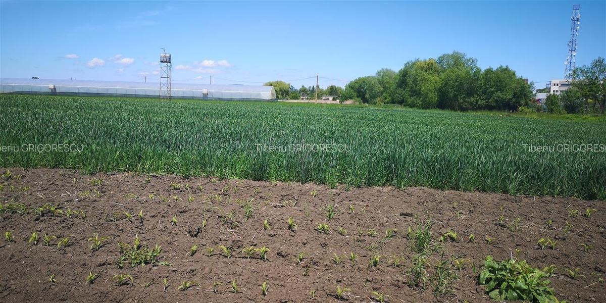 Teren Construcții intravilan de 1693 mp, în Stupini - 2