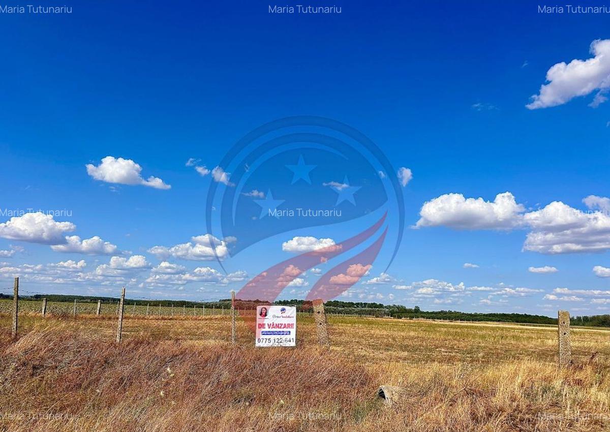 Teren 30.500 mp de vanzare in Livezi, Dolj - 4