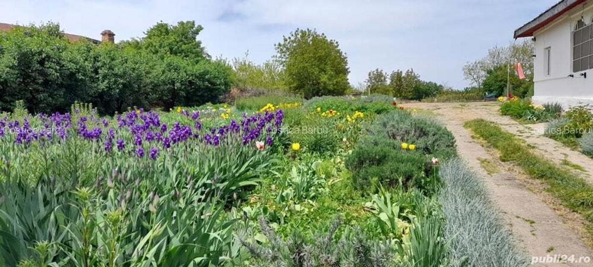 Casa 3 camere - Zorile Comuna Gradinari - 3
