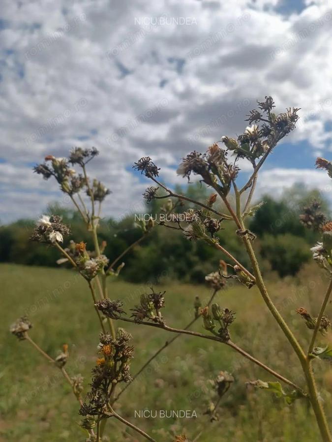 Descopera o oportunitate rara: Teren intravilan- 2.000 mp in Zadareni - 13