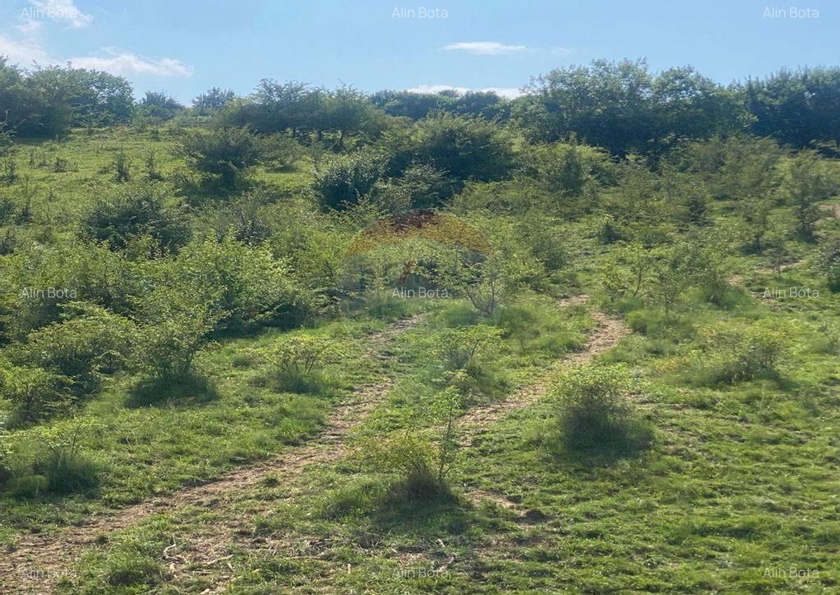 Teren de vanzare 8,700 mp Tarlungeni, comision 0 cumparator - 7