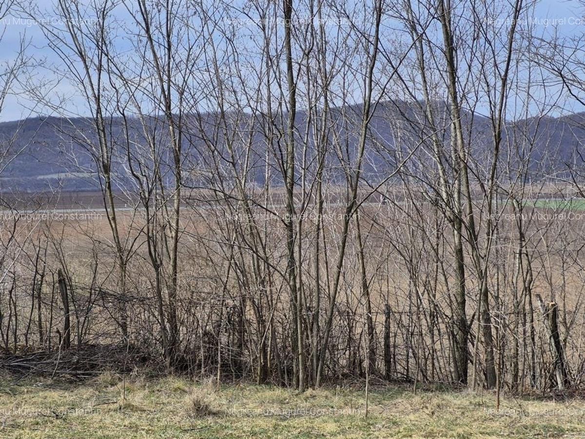 Teren intravilan 18 000 mp parcelabil - oportunitatea investitie - 11