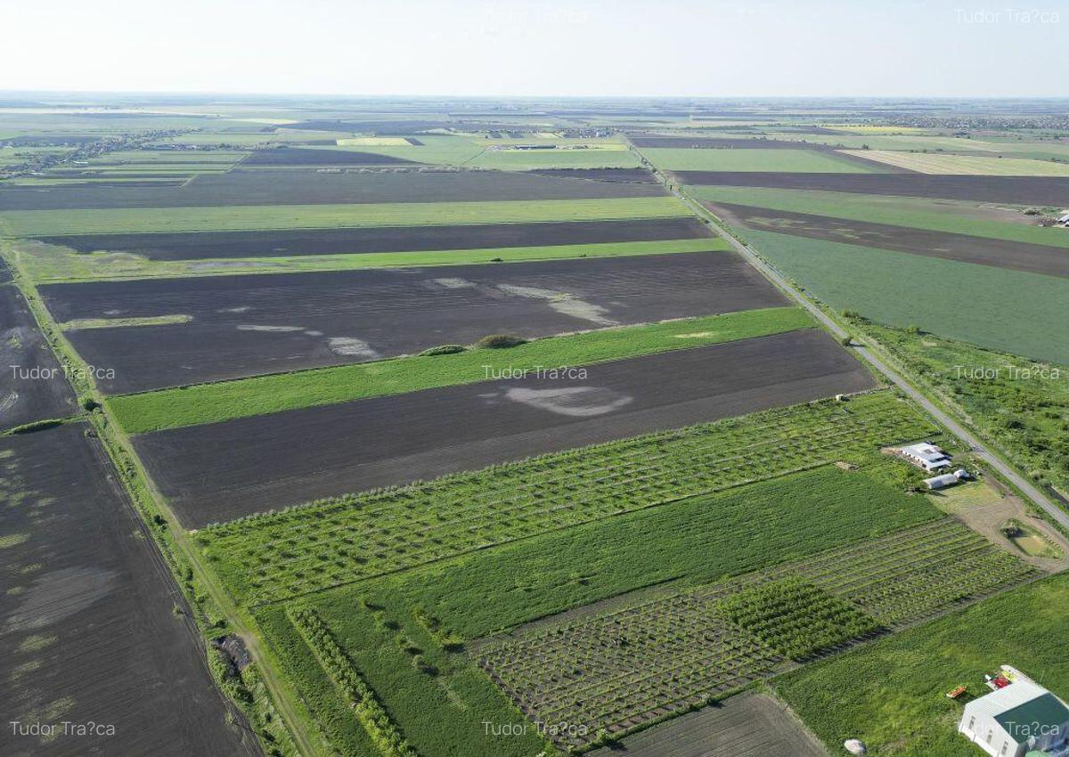 Livada de nuci ?i pruni 2.4ha in Varia?ul Mare - 9