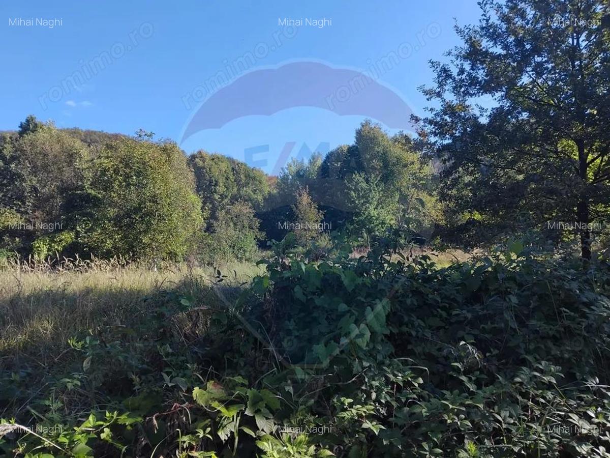 Teren 1,552mp Cicarlau - 4