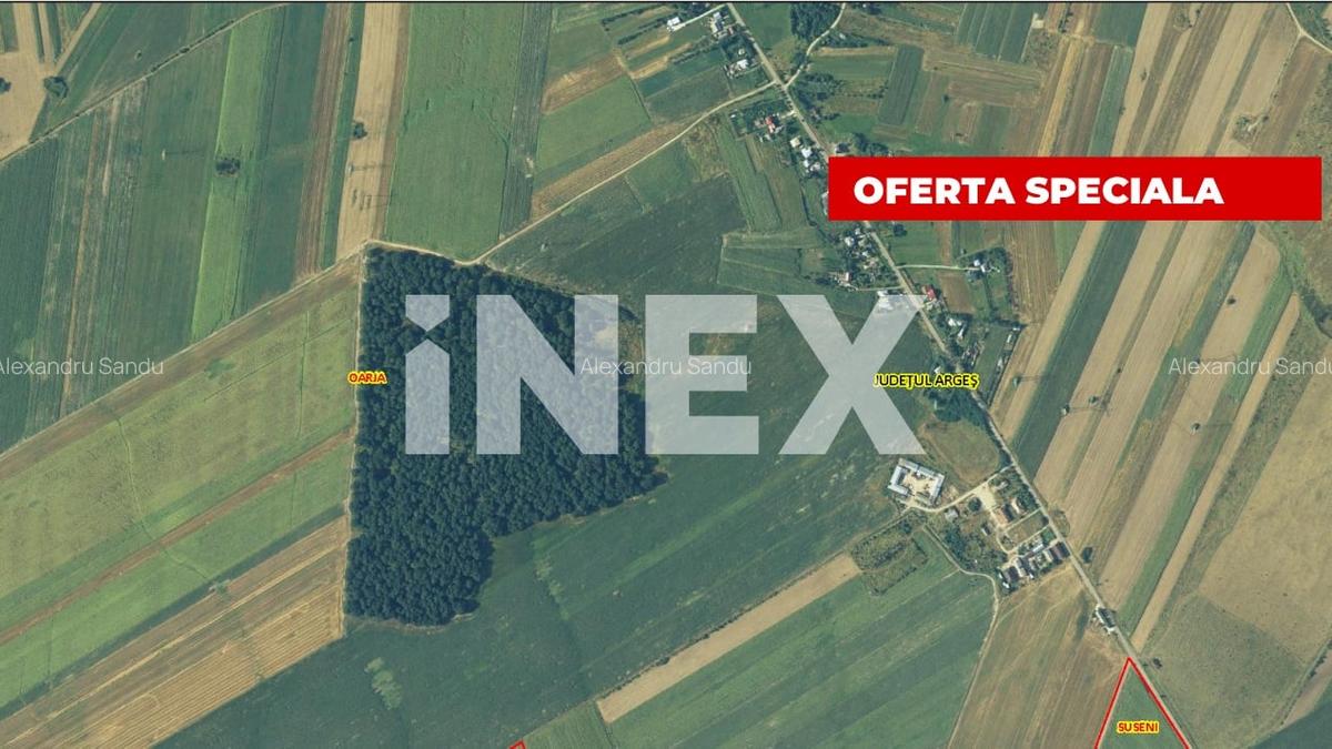 Padure stejar 20 ha de vanzare - Zona plana langa Autostrada Pitesti - 3