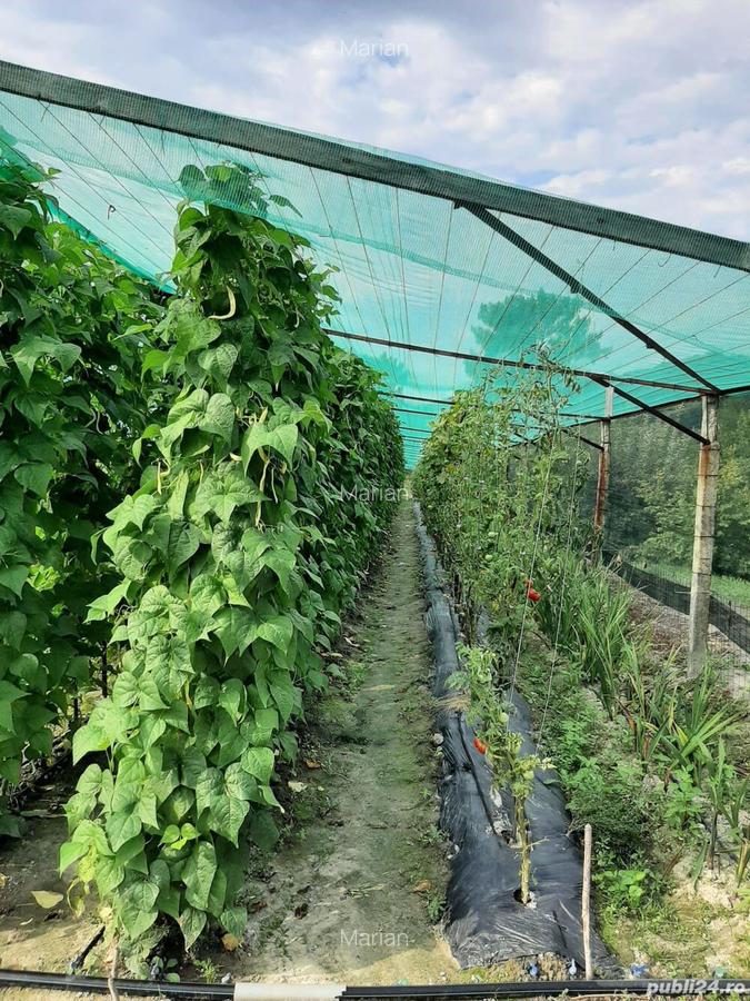 Gospodarie | 315mp | 12 500mp | Ramnicu Valcea - Copacelu | Proprietar - 4