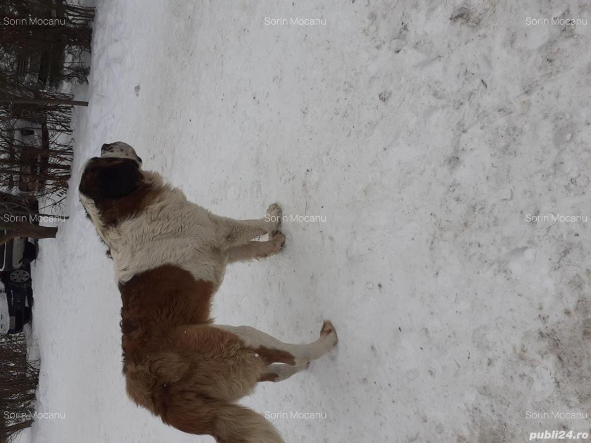 Schimb, vand casa Predeal cu casa pe Dunare (zona Braila Gala?i) Ofer casa cu etaj in Predeal - 4 Schimb, vand casa Predeal cu casa pe Dunare (zona Braila Gala?i) Ofer casa cu etaj in Predeal - 4