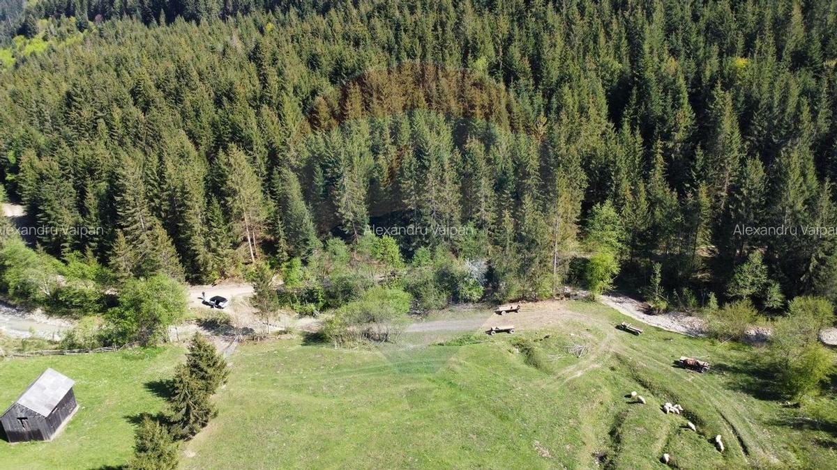Teren 12,127mp Frasin / Drumul Forestier Valea Seaca - 5