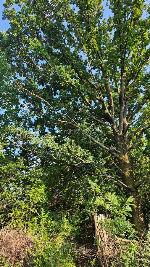 Teren intravilan ij Silistea Snagovului - 7