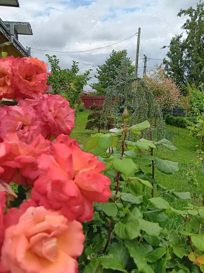 Urgent .Proprietar, parter la casa cu etaj, Mogosesti - Iasi, 10 km - 10