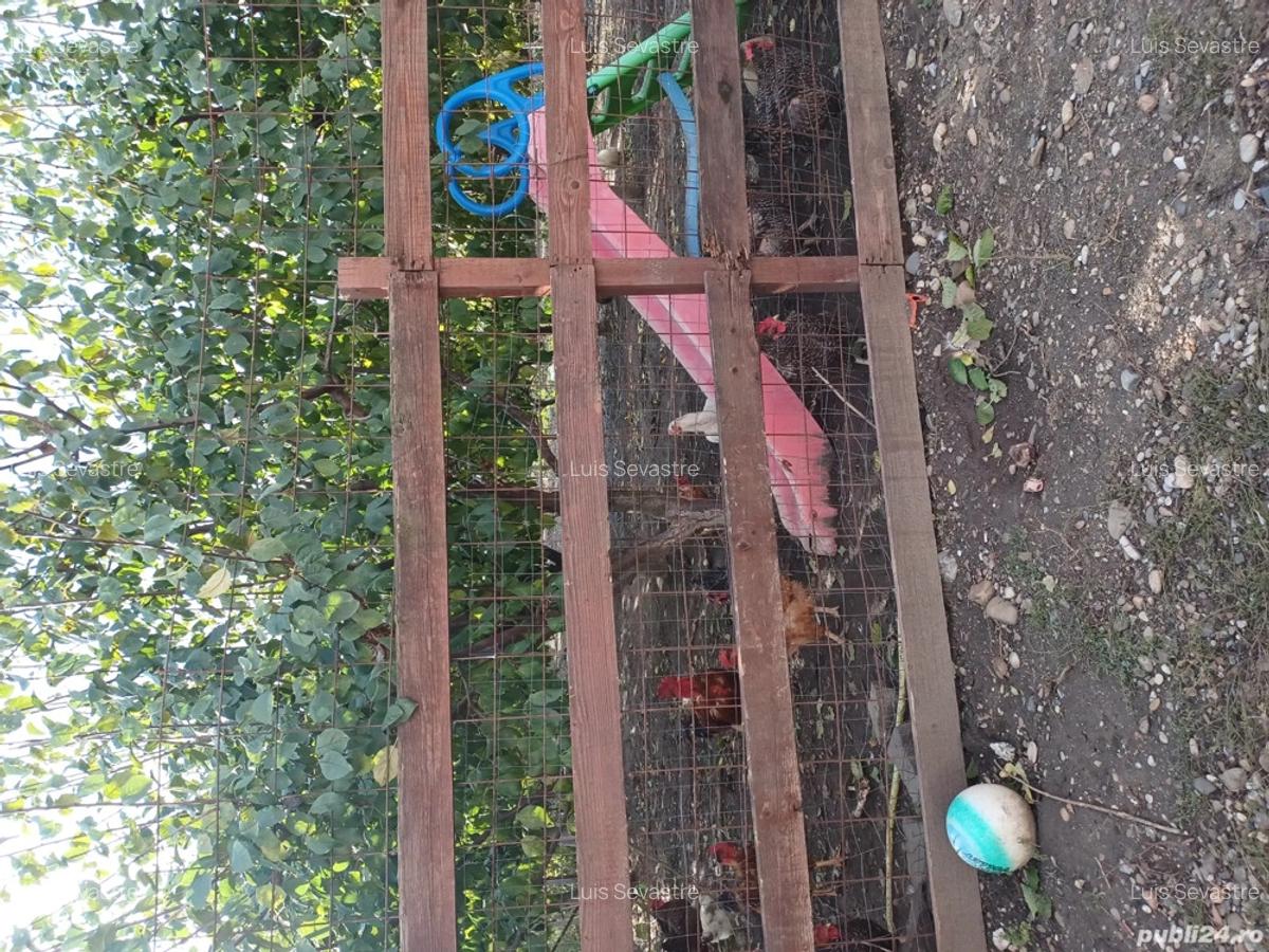 Vand casa Draganesti Jud Gala?i , 160m, teren 1750m cu livada de pruni ?i alte specii . - 10