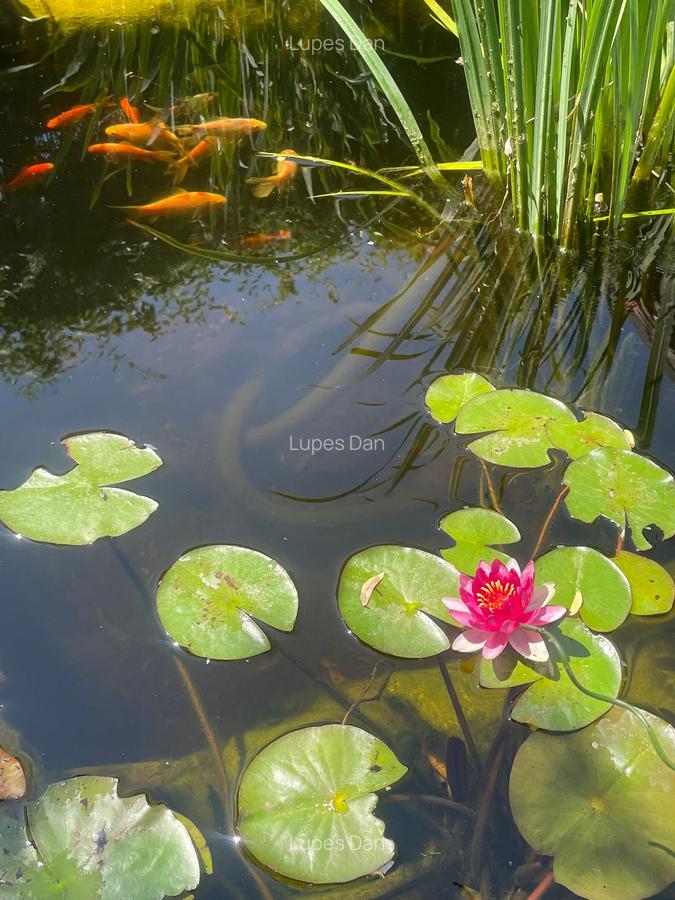 Casa moderna in Balotesti, 4 cam, 3 bai, curte superba 730 mp, 0% comision - 25