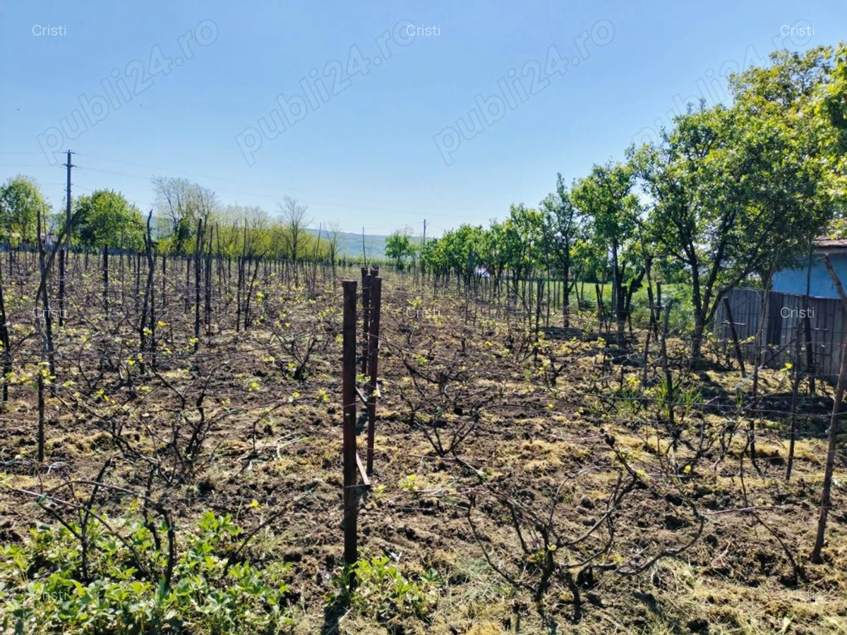 PERSOANA FIZICA!Casa batraneasca cu teren si livada,sat Macaresti, com Prisacani iasi - 6