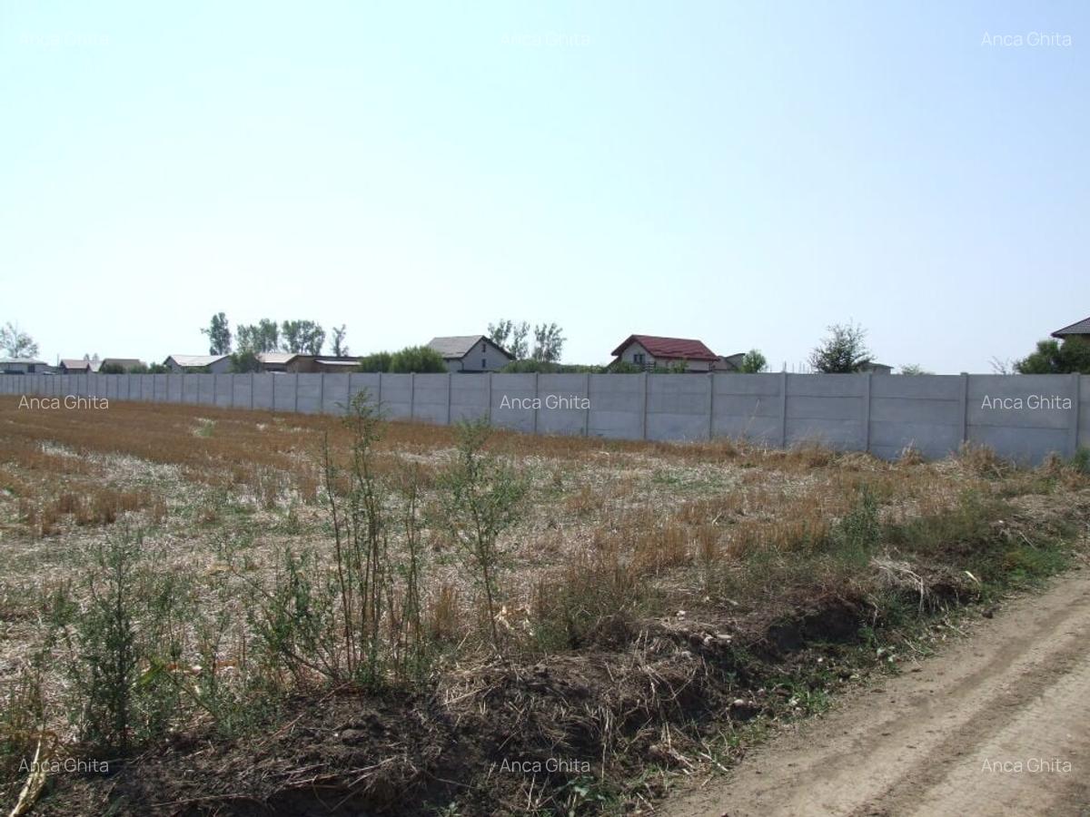 Domnesti-Teghes(Pinului) - 7