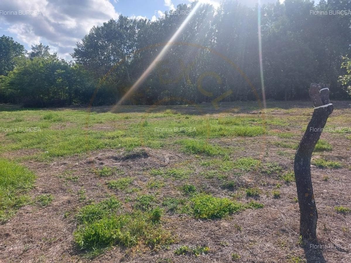 Teren intravilan 1843 mp - Cerbu/Albota/Arges - cu proiect de casa pe parter - 7
