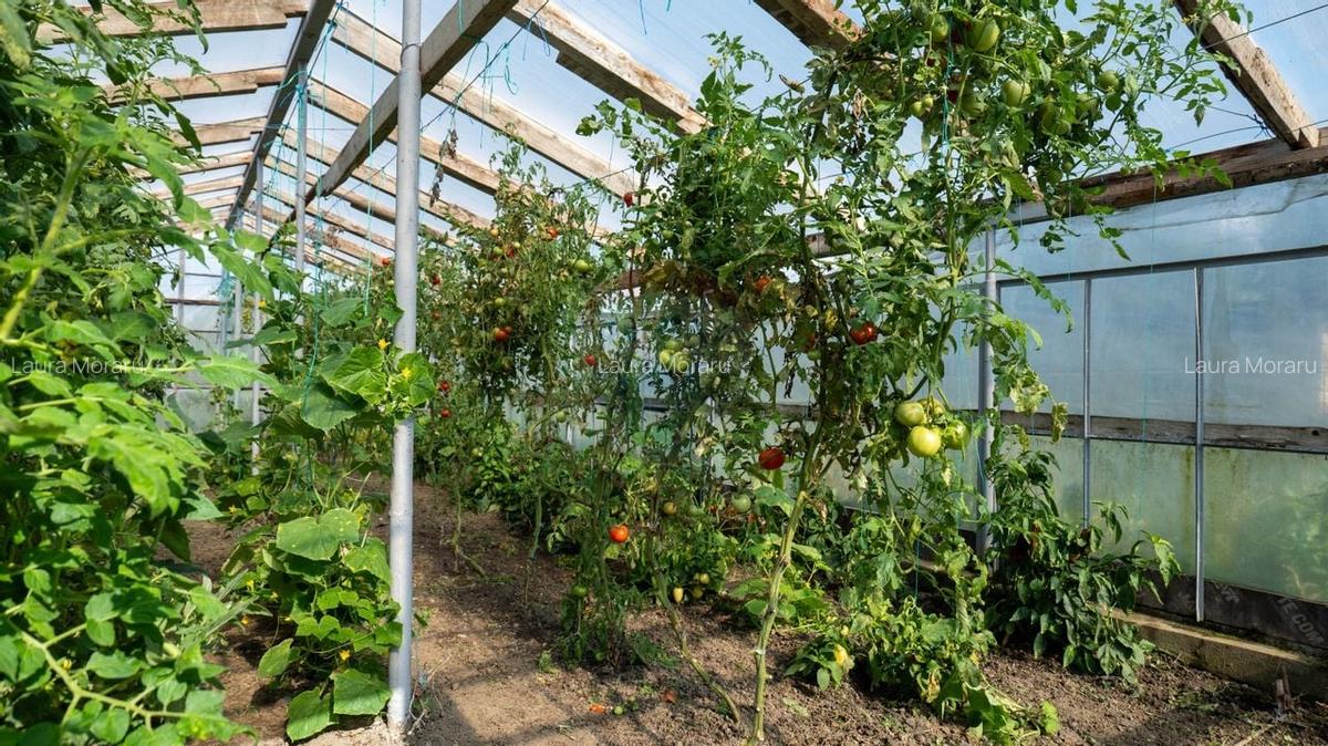 Vanzare vila si spatiu comercial, cu gradina si garaj-zona Corbii Mari - 18 Vanzare vila si spatiu comercial, cu gradina si garaj-zona Corbii Mari - 18