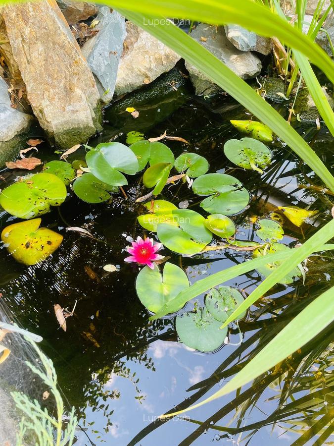 Casa moderna in Balotesti, 4 cam, 3 bai, curte superba 730 mp, 0% comision - 22