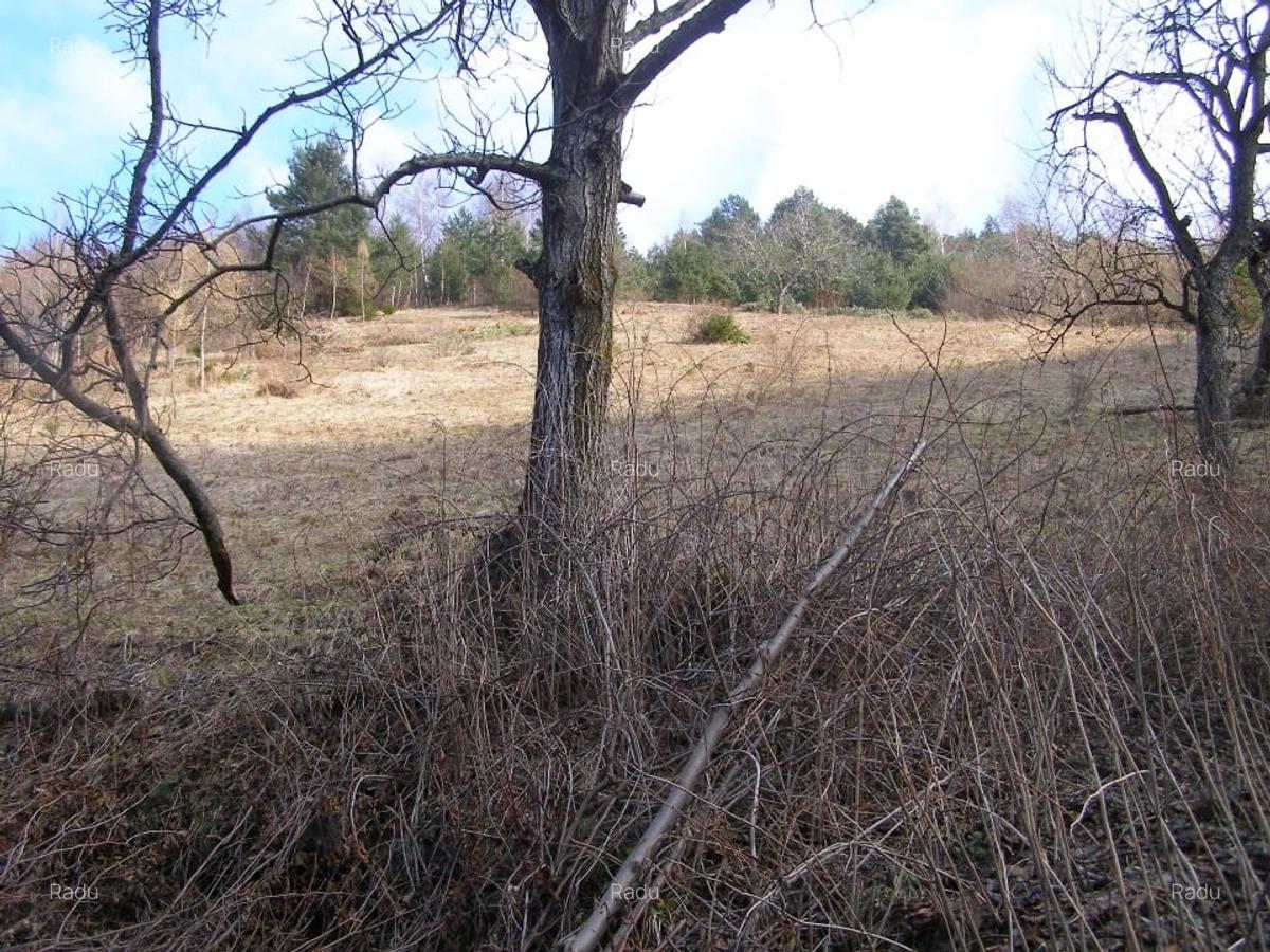 Tren intravilan si casa de lemn  in Brasov - 9