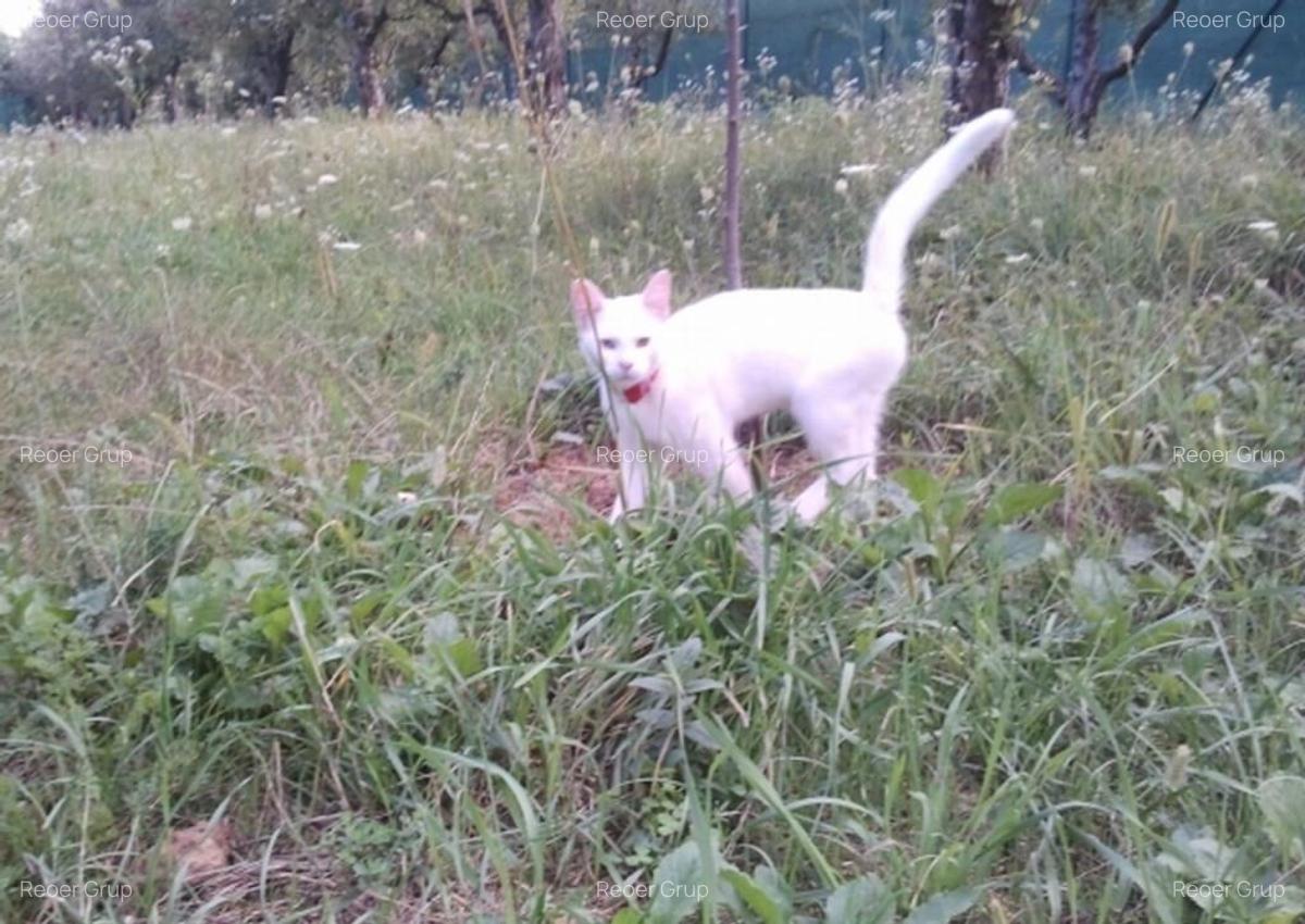Intravilan 572 mp , loc de casa , zona padure Baicoi Prahova - 10