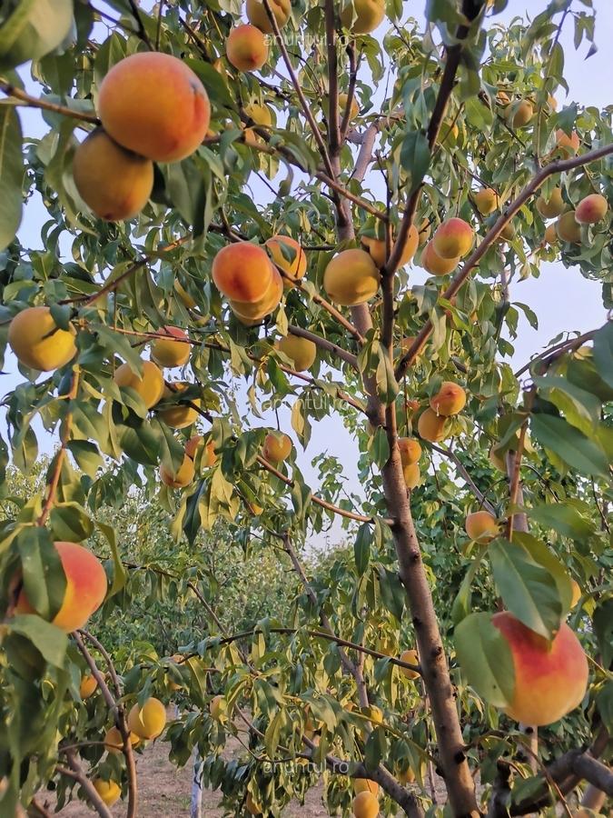 Cosereni, Ialomita - 18