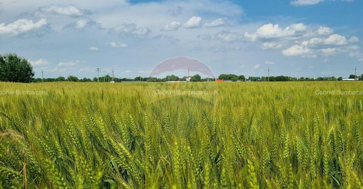 Teren intravilan - 17.500 mp - Gostilele Fundulea - 8 Teren intravilan - 17.500 mp - Gostilele Fundulea - 8