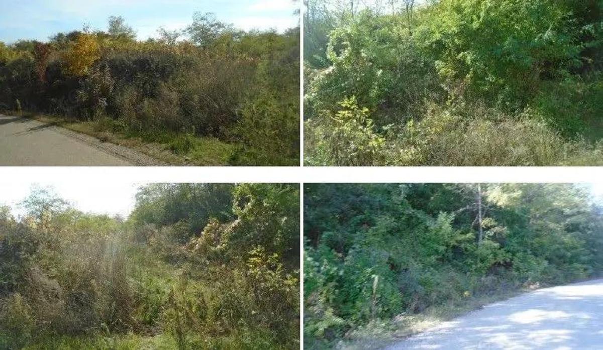 Teren extravilan Tamboesti ; ID: R2832805 - 2