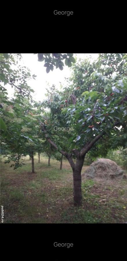 Casa in Cocorastii Caplii, la 8 km de Campina, jud. Prahova - 6