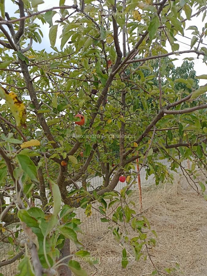 Casa 3 camere de vanzare comuna Bulbucata - 7