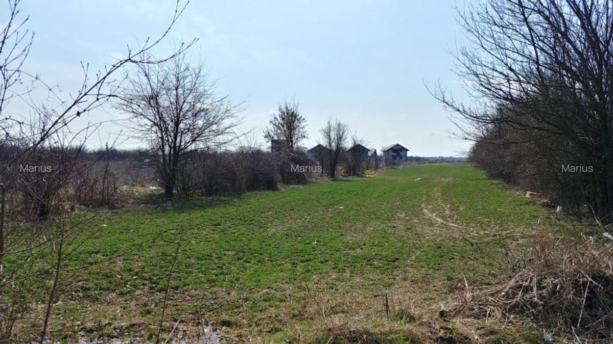 Teren intravilan Magurele langa padurea Cornetu si Arges - 4