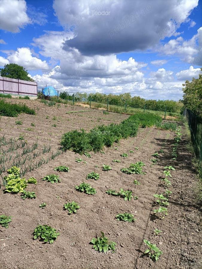 Vand casa in Barsanesti, judetul Botosani, teren 3868 mp - 2
