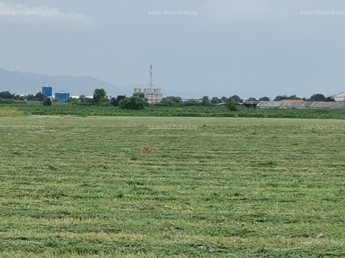 Teren agricol in zona Bod - 1