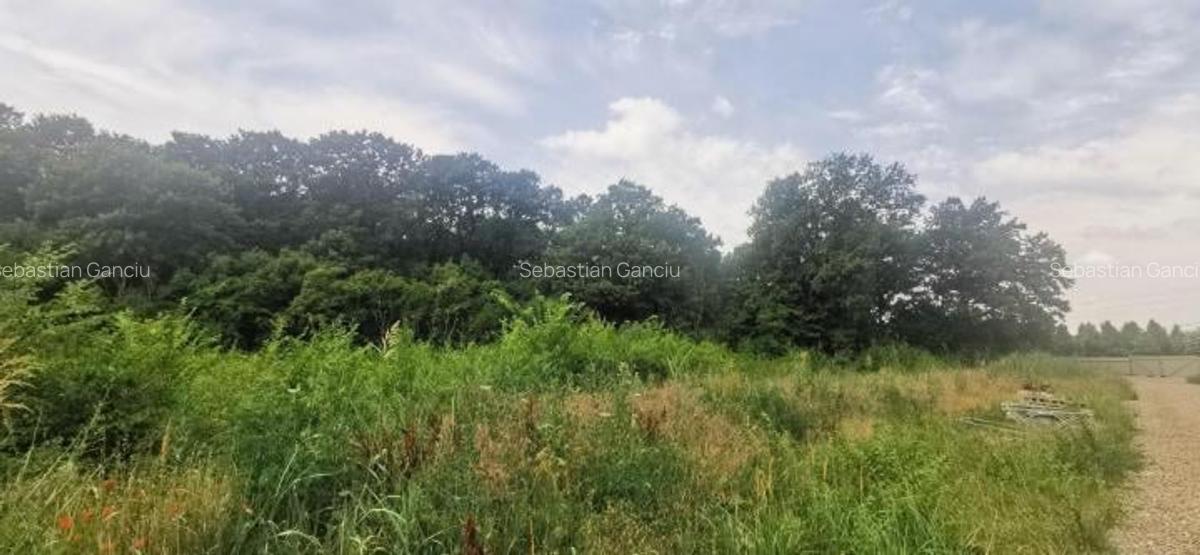 Corbeanca Teren 3546 mp - liziera padure - utilitati - 1