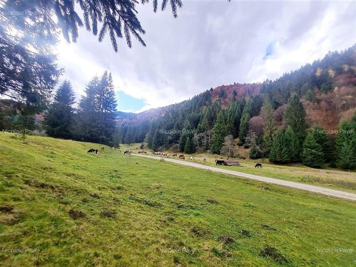 Teren intravilan panoramic 4.600mp,view iconic Piatra Craiului,oportunitate prem - 9