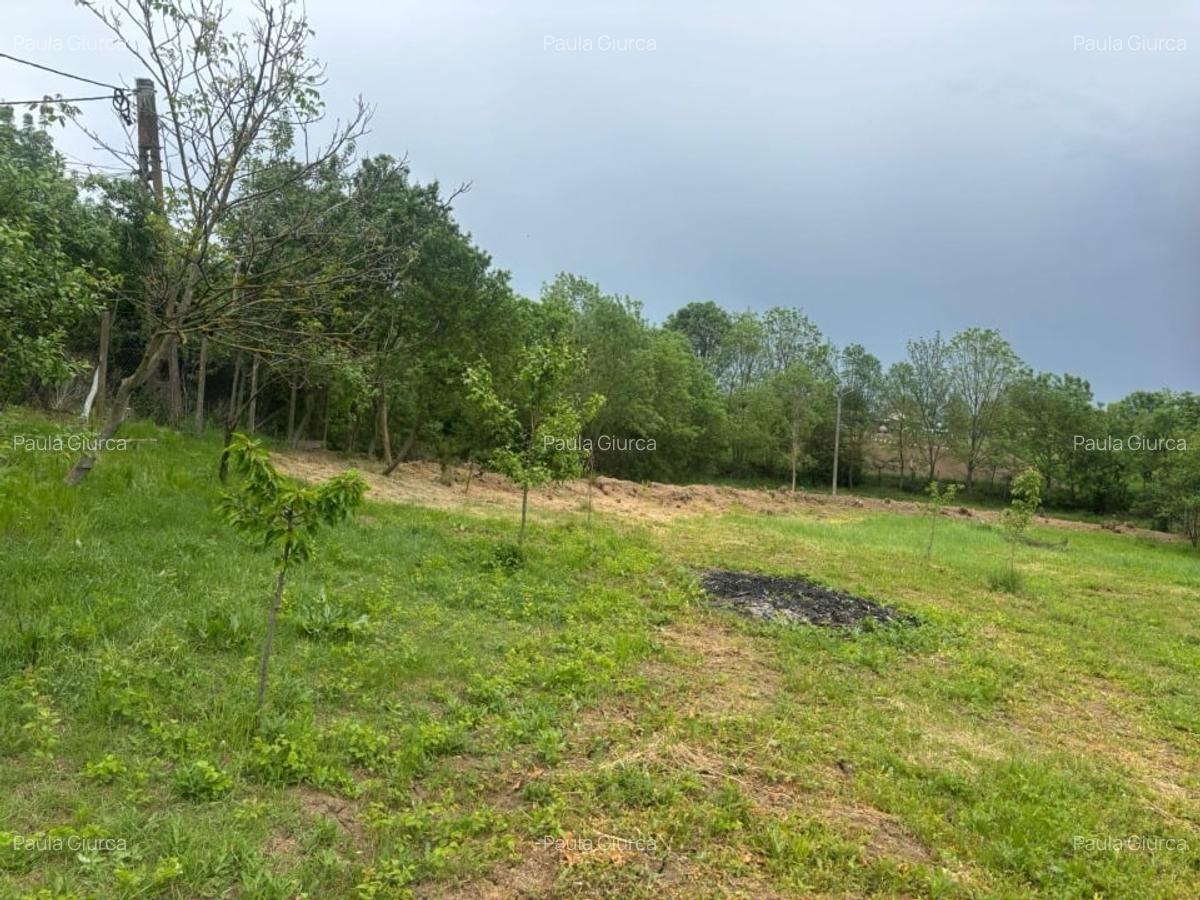 Vând teren 1050m² in Petrovaselo ( Recas ) 19900 - 2