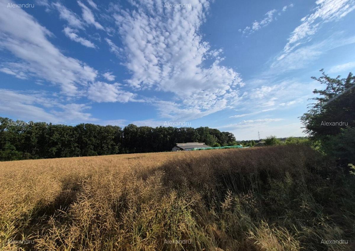 Teren ieftin la liziera padurii Balotesti, 13500 euro - 6