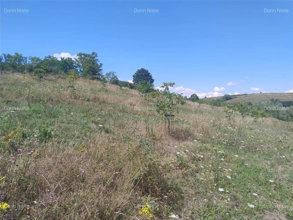 RECO Teren intravilan, Topesti - 1