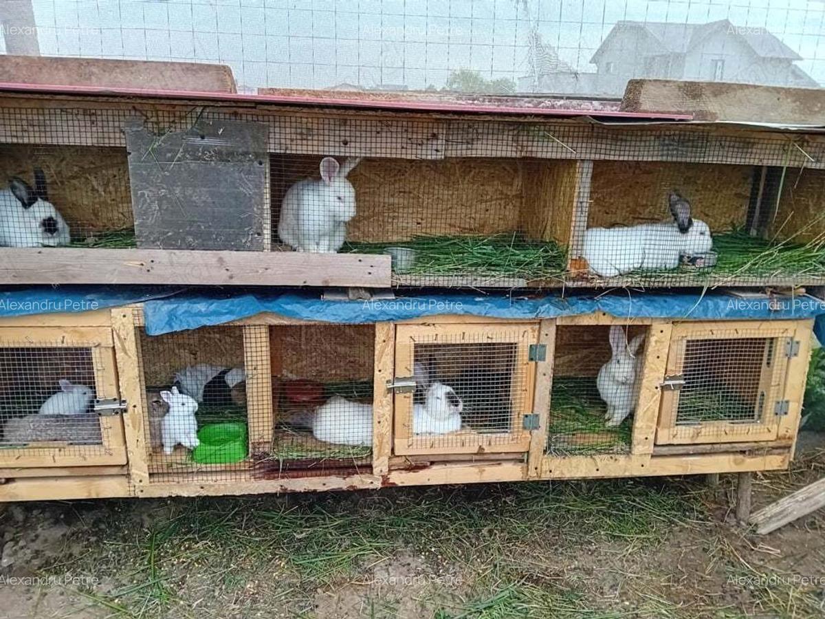 Teren +casa de vacanta - 5 Teren +casa de vacanta - 5